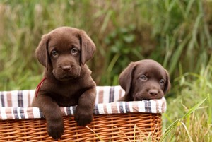 Щенки лабрадора