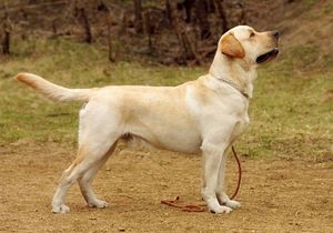 Особенности ухода за Лабраором-ретривером