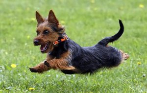 Особенности ухода за австралийским терьером