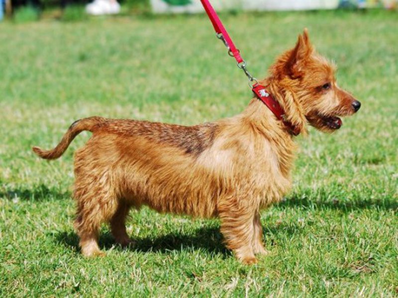 Особенности содержания австралийского терьера Собаки породы австралийский терьер нетребовательны в уходе