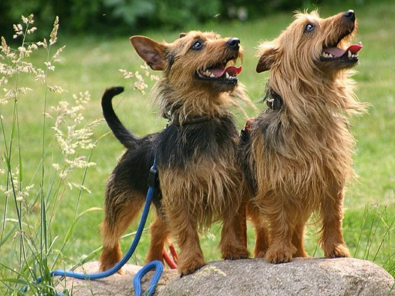 Воспитание австралийского терьера Австралийский терьер прост в уходе