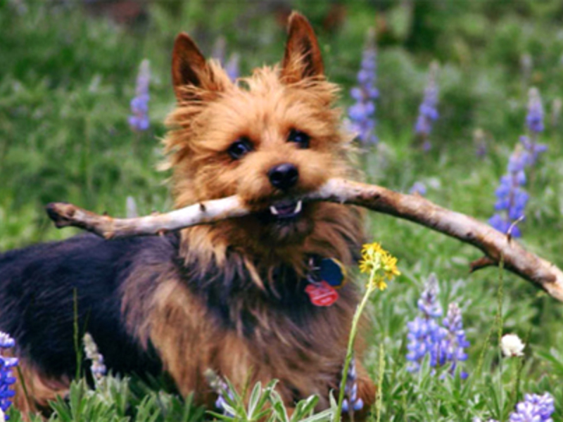 Австралийский терьер нуждается в активных прогулках Фото австралийского терьера