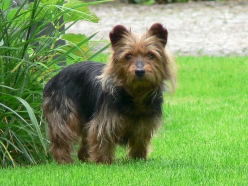 Уход за австралийским терьером Особенности выбора щенка австралийского терьера