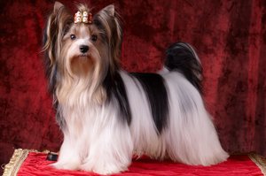 Йоркширский терьер: описание породы и характеристики йорка