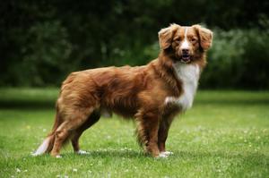 Новошотландский ретривер толлер: описание породы и особенности