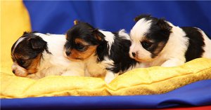 Порода бивер йорк с щенками