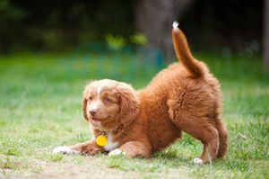 Минусы породы ретривера 