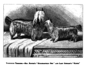 Предок породы йорк