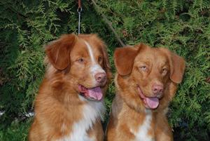 Дрессировка ретривера