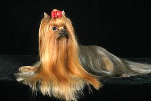 Йорк стандарт