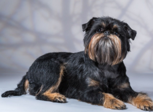 Бельгийский и брюссельский гриффон: описание породы собак