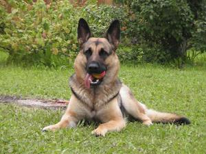 Восточноевропейская овчарка: как выбрать щенка и узнать породу