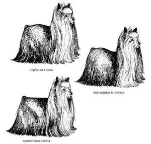 Спина йорка