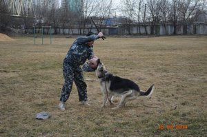 Дрессировка восточно европейской овчарки