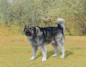 Как выглядит порода армянский волкодав