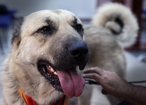 Армянский волкодав