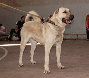 Описанеи породы