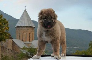 Чем питается армянский волкодав