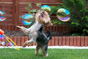 Йорк играет