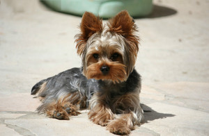 Щенок йорка стандарт