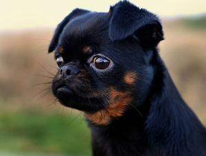 Идеальный питомец Собака породы грифон