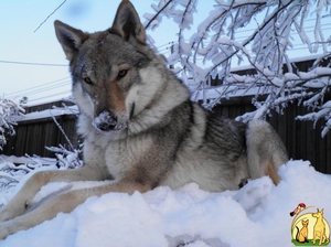 Чехословакский волчак