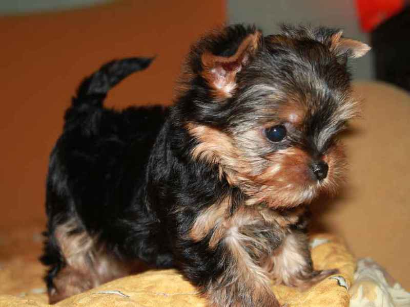 Разновидность породы Мини йоркширский терьер Мини-йорк