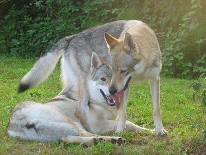 Как дрессировать собаку