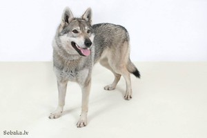 Уход за волчаокм