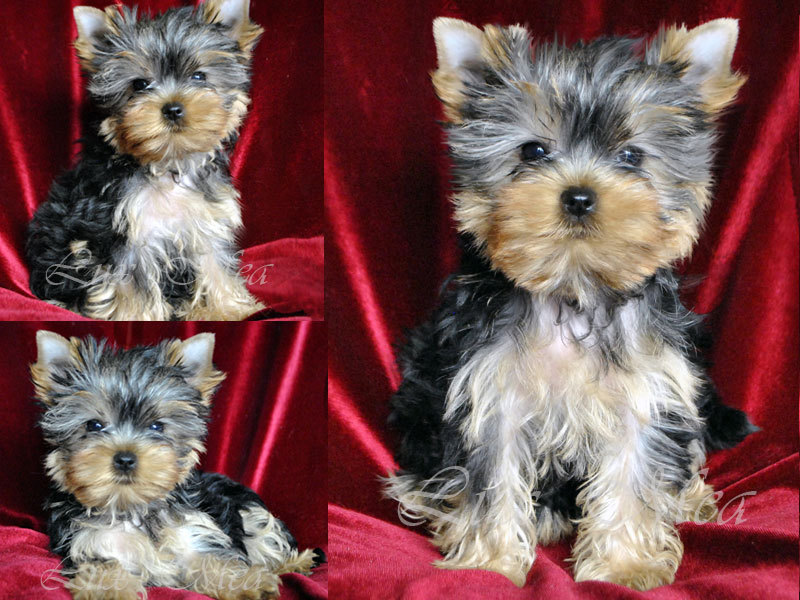 Разновидность породы Бэби фейс йоркширский терьер Бэби фейс йорк