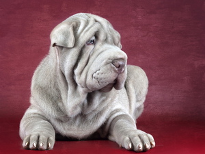 Серый шарпей