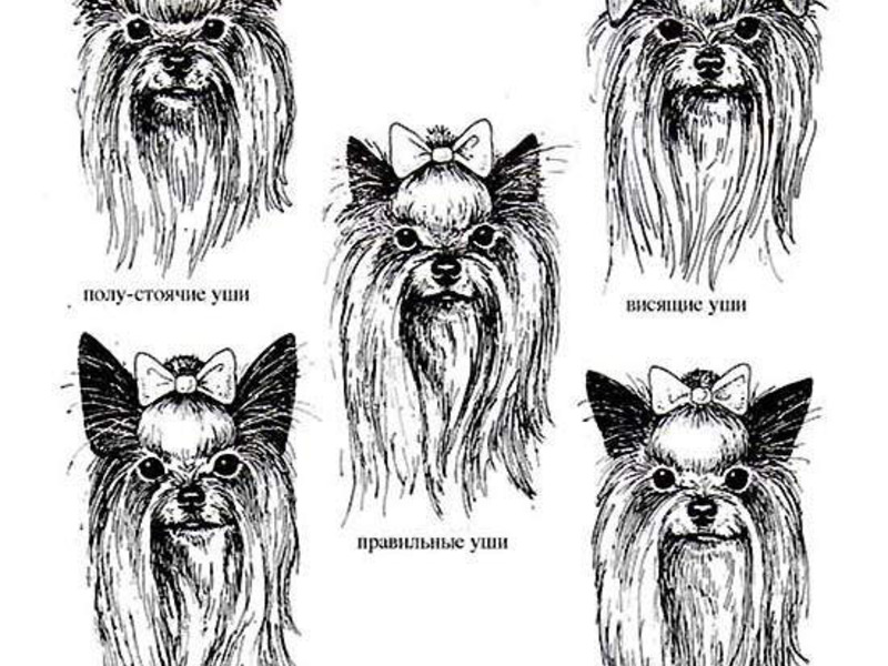 Размер и постановка ушей йоркширского терьера Уши йорка