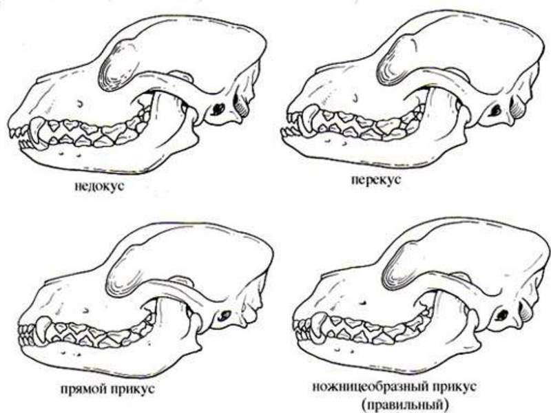 Прикус йоркширского терьера Прикус йорка