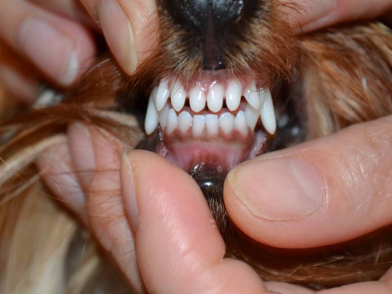 Как выглядит прикус йоркширского терьера вживую Прикус йорка вживую