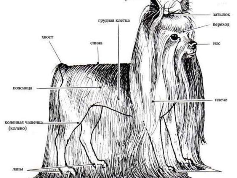 Строение тела йоркширского терьера Строение йоркка