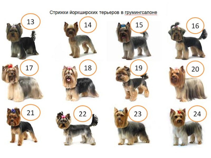 Какими бывают стрижки для йоркширского терьера Стрижки йорка