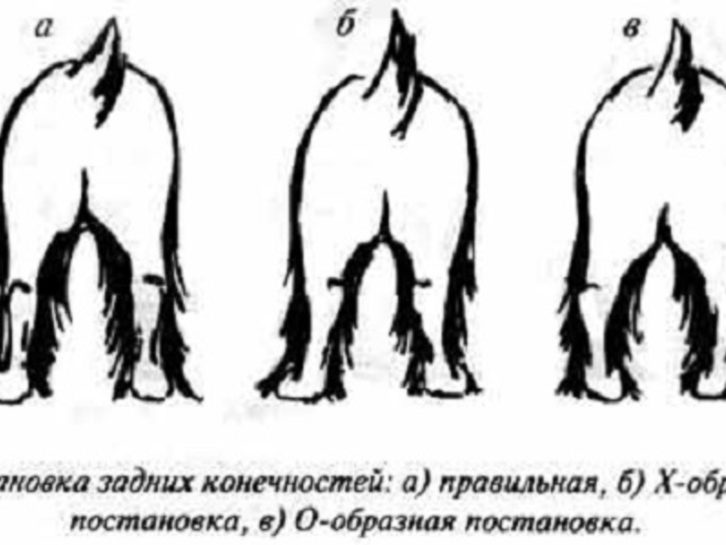 Постановка лап йоркширского терьера Лапы йорка
