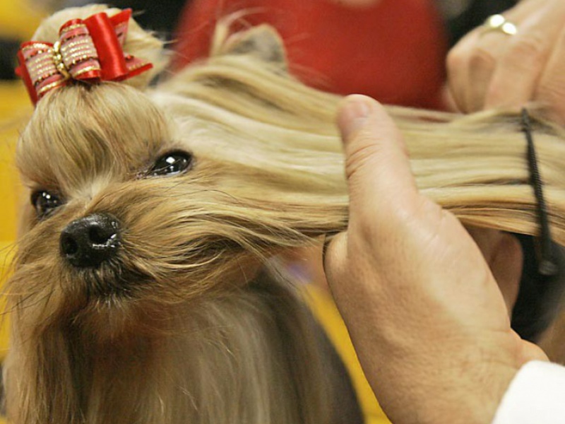 Как причесывать йоркширского терьера Уход за шерстью йорка