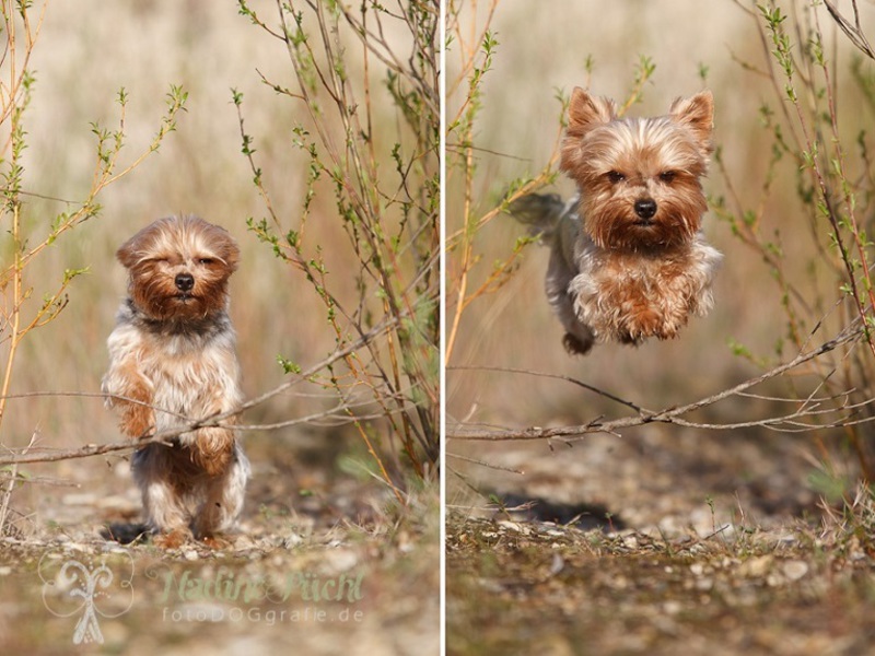Поведение йоркширского терьера на прогулке Йорк на прогулке