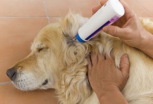 Как проявляется отит у собак