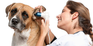 Лечение аллергического отита у собак: эффективные методы