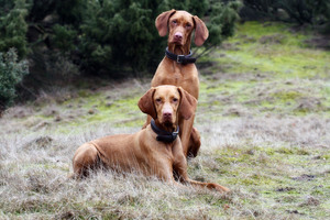 Венгерские выжлы