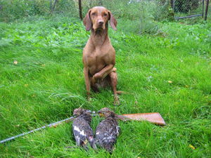 Выжла с добычей