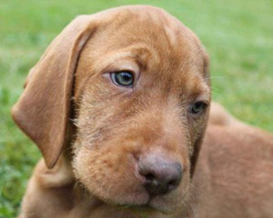 Щенок венгерской выжлы