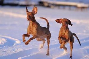 Выжла зимой