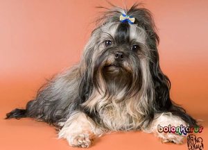 Русская цветная болонка: описание породы, характер и уход