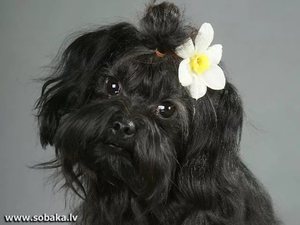 Черный окрас болонки