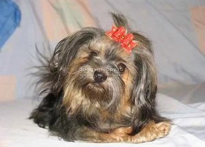 Бежвый окрас болонки