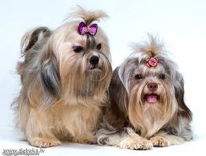 Характер породы болонки