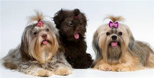 Щенки сабаки болонки